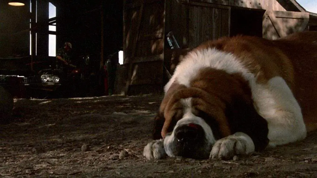 Cujo - Ranking every Stephen King Movie