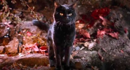 Binx in Hocus Pocus