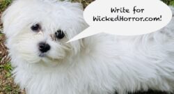 Murph Murph, the unofficial Wicked Horror Maltese Mascot(TM), wants to see YOU write for this website!