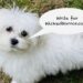 Murph Murph, the unofficial Wicked Horror Maltese Mascot(TM), wants to see YOU write for this website!